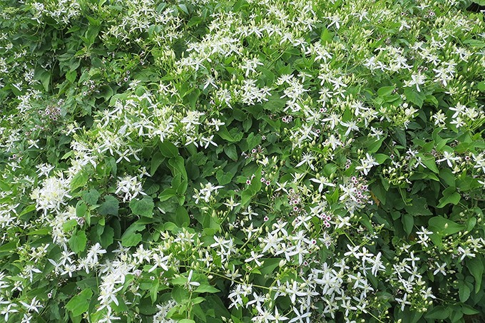 センニンソウ | 国営武蔵丘陵森林公園 ｜ 全国で初めての国営公園