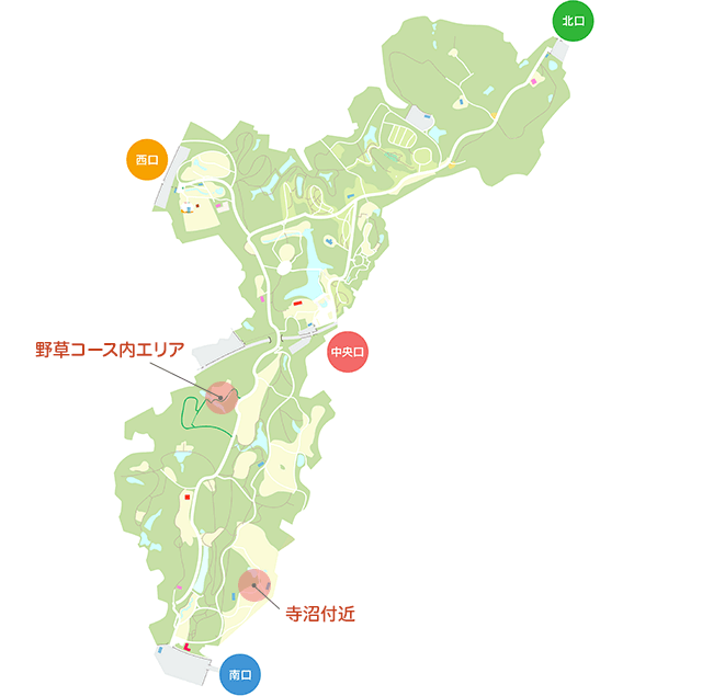 センニンソウ | 国営武蔵丘陵森林公園 ｜ 全国で初めての国営公園