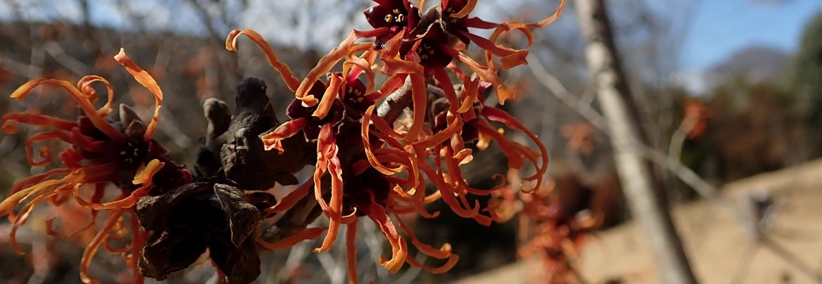 マンサク類 | 国営武蔵丘陵森林公園 ｜ 全国で初めての国営公園