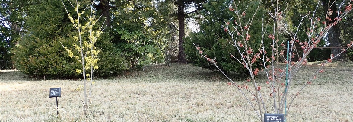 マンサク類 | 国営武蔵丘陵森林公園 ｜ 全国で初めての国営公園