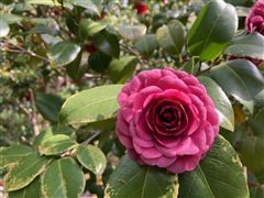山野草ツクバネ開花株衝羽根 茶花 正月飾り 庭木低木しつらい