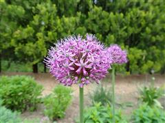 楽天市場】沈丁花 苗ジンチョウゲ 赤花 5号 苗木 低木 香りの花