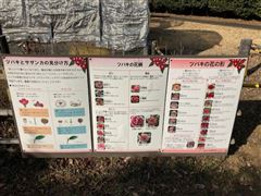 椿・山茶花 | 国営武蔵丘陵森林公園 ｜ 全国で初めての国営公園