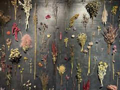 植物園企画展「ドライフラワー 色あせない花たち」 | 国営武蔵丘陵森林