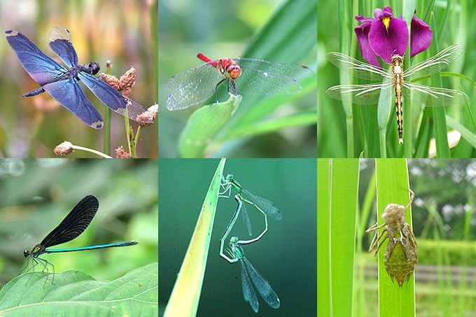 トンボ | 国営武蔵丘陵森林公園 ｜ 全国で初めての国営公園