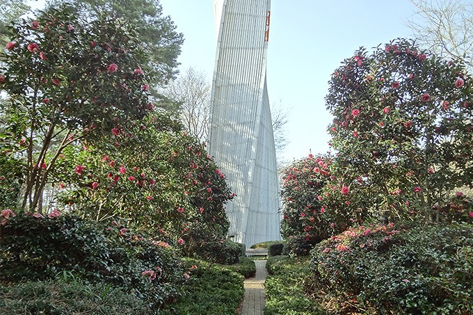 椿・山茶花 | 国営武蔵丘陵森林公園 ｜ 全国で初めての国営公園