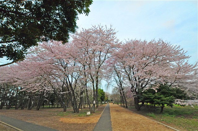 桜・繋マップ | 瑞穂町観光情報サイト