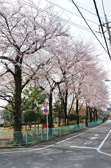 桜・繋マップ | 瑞穂町観光情報サイト