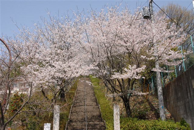 桜・繋マップ | 瑞穂町観光情報サイト