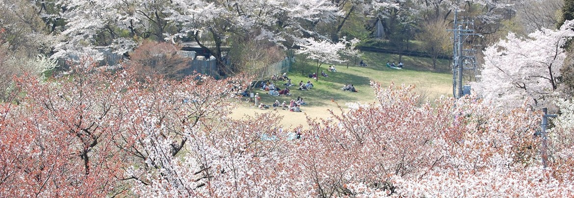 桜・繋マップ | 瑞穂町観光情報サイト