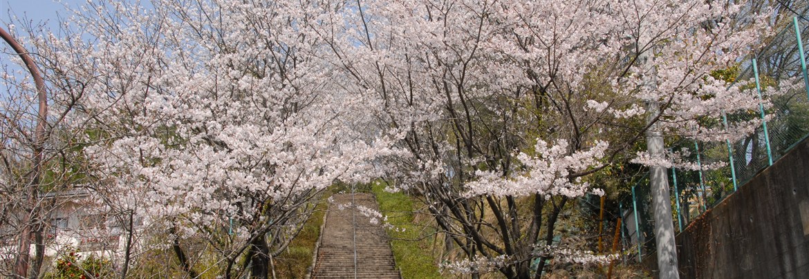 桜・繋マップ | 瑞穂町観光情報サイト